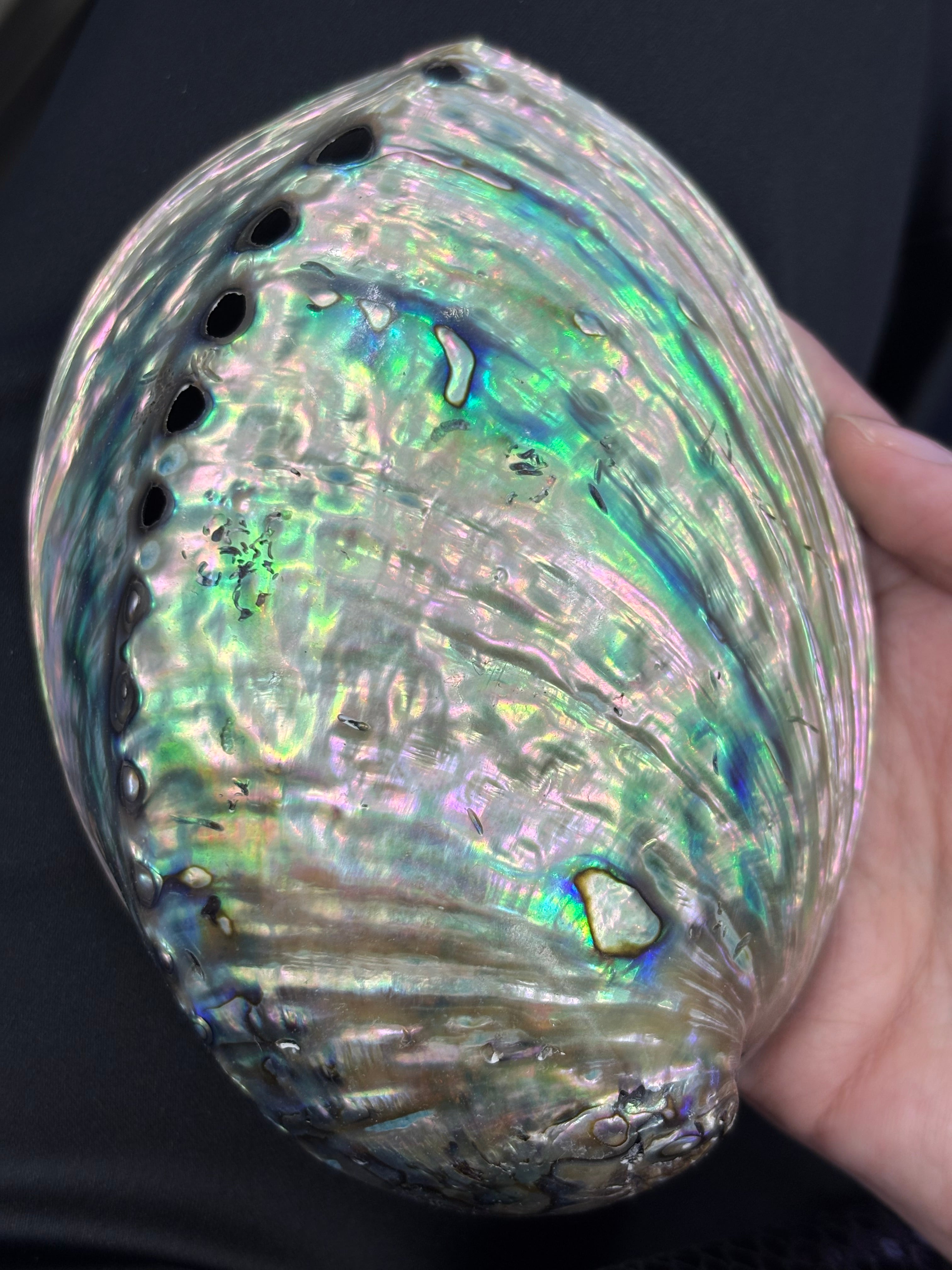 Abalone Shell  DXBCS0600