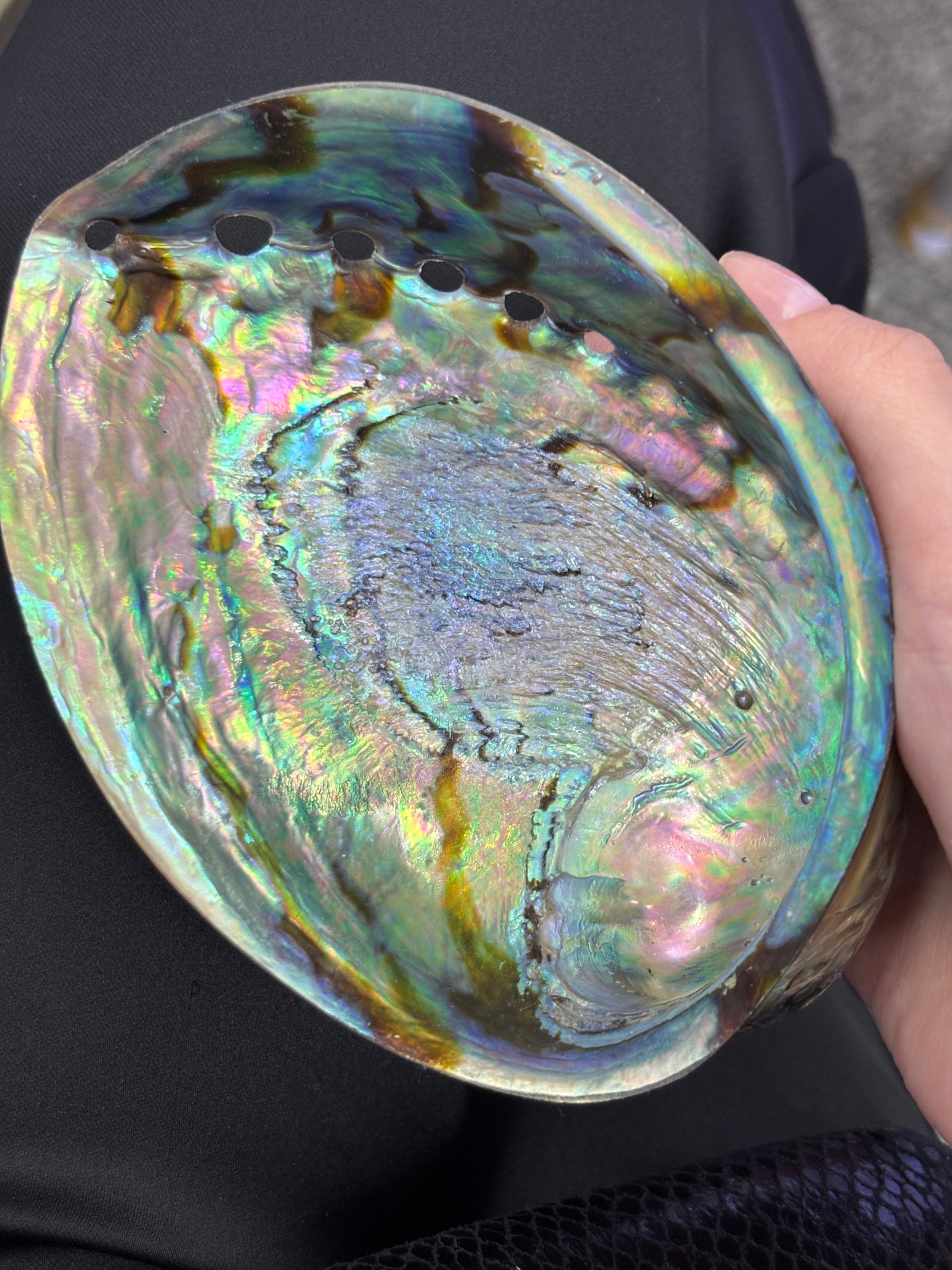Abalone Shell  DXBCS0600