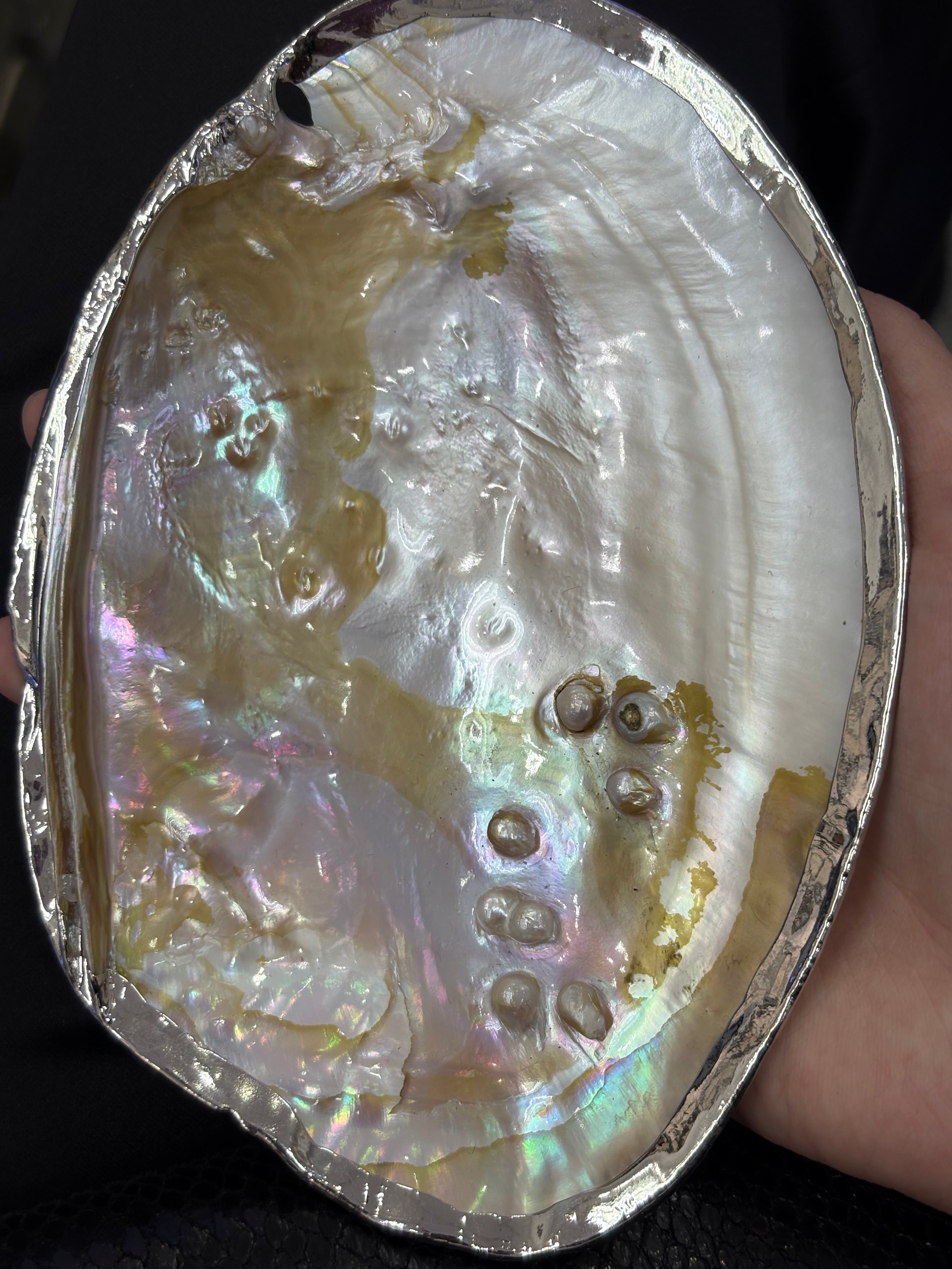 Pearl Shell (Silver/Golden Border) DXBCS0601