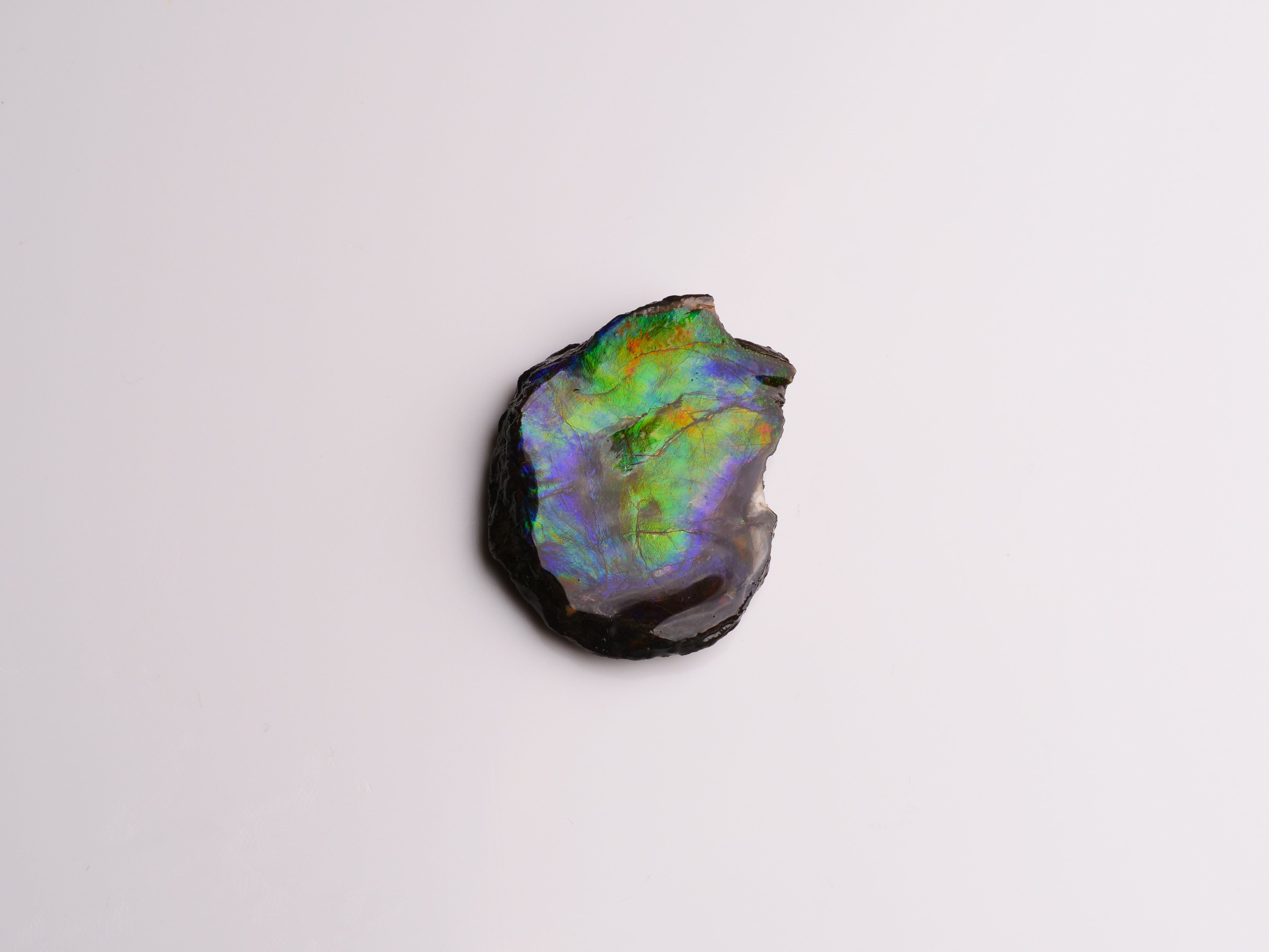 David Harry Jewels AAA Ammolite Oyster fossil
